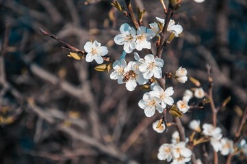 Close-up of bee collecting nectar from vibrant flowers in full bloom