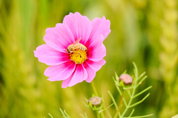 コスモスの花と蜜蜂