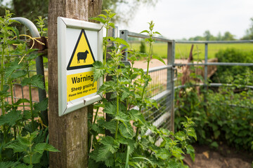Shallow focus of a Sheep sign on the entrance to a livestock meadow. The sign warns dog owners to...