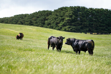 beautiful cattle in Australia  eating grass, grazing on pasture. Herd of cows free range beef being regenerative raised on an agricultural farm. Sustainable farming