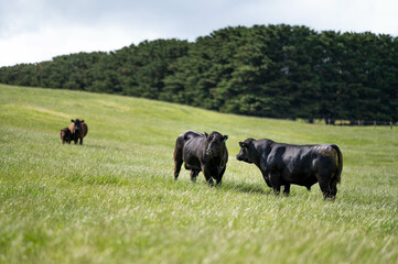 beautiful cattle in Australia  eating grass, grazing on pasture. Herd of cows free range beef being regenerative raised on an agricultural farm. Sustainable farming of food crops.