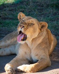 Majestic lioness lounges in the shade, appearing relaxed and content as it yawns