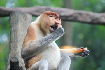 Naklejka premium a monkey is sitting on top of a tree eating a banana