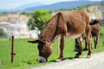 A grazing donkey
