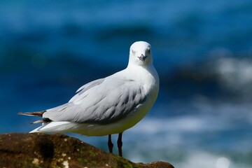 Isolated seagull perched on a rocky outcrop overlooking the sea.