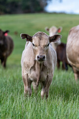 cows in a field on a regenerative agriculture farm in australia