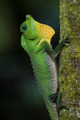 Green Monster (The Endemic)