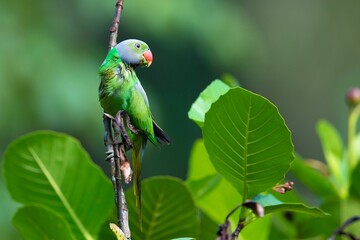 Vibrant Chinese ringed parrot bird perched atop a tree branch adorned with lush green foliage