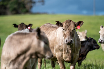 Beef Angus and Wagyu cows grazing in a field in a dry summer. Cow Herd on a farm practicing...