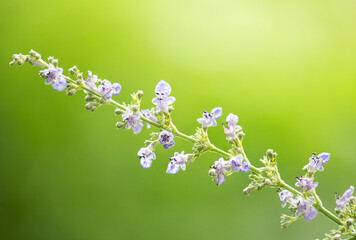 Five leaved chaste tree or Vitex negundo branch flowers and green leaf on natural background.