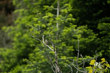 Cheerful Eurasian blue tit perched on a tree branch, looking out at its surroundings