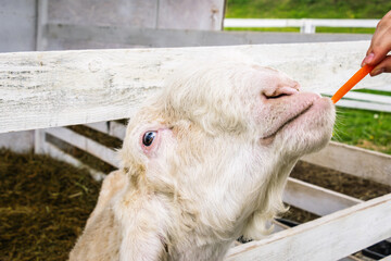 Damascus Goat Eating Carrot from Hand at a Farm