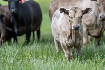 Beef Angus and Wagyu cows grazing in a field in a dry summer. Cow Herd on a farm practicing regenerative agriculture on a farming landscape. Fat Cattle at dusk