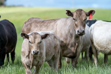 Herd of sustainable cows on a green hill on a farm in Australia. Beautiful cow in a field. Australian Farming landscape with Angus and Murray grey cattle