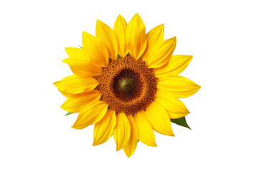 The Radiant Bloom of a Golden Sunflower on a White or Clear Surface PNG Transparent Background.
