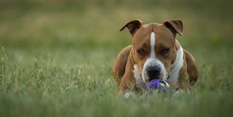 Brown and white American Staffordshire terrier