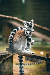 Vertical closeup of two Lemurs perched on a wooden bench in a zoo