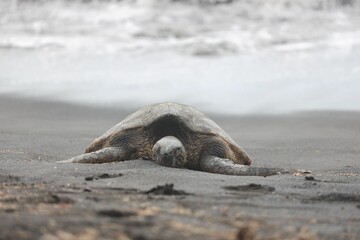 Marine turtle relaxing on the beach near the shoreline