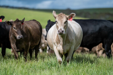 Australian wagyu cows grazing in a field on pasture. close up of a black angus cow eating grass in a paddock in springtime in australia