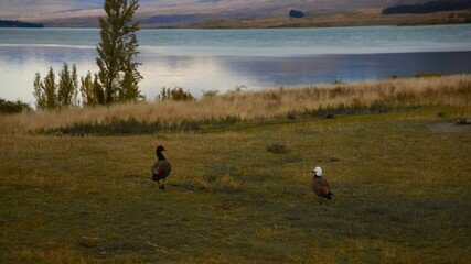 Pair of ducks walking alongside a large pond in a rural town in New Zealand