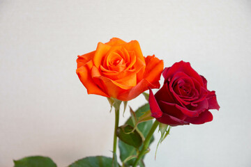 赤とオレンジ色のバラ