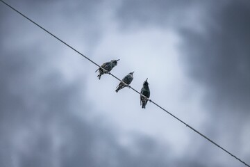 Low angle shot of birds perched atop a set of powerlines against a backdrop of a cloudy sky