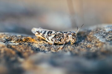 Green grasshopper atop a gray rock