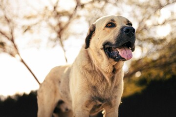 Obraz premium Adorable brown Spanish Mastiff in a grassy meadow surrounded by lush greenery