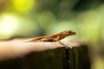 Close-up of a brown anole (Norops sagrei) atop a wooden surface