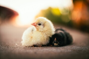 Two baby chickens basking in the sun, lying in the middle of the road