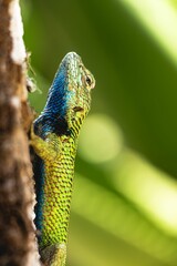 Vibrant green spiny lizard (Sceloporus malachiticus) perched on a tree branch