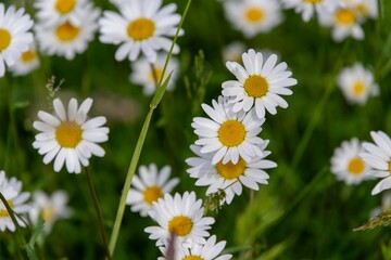 Obraz premium Margeriten