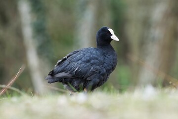 Eurasian coot bird perched atop a lush green grassy field.