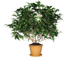 Pianta albero fusto con e senza vaso Albero con e senza foglie arancioni, verdi, gialle, rosse fondo trasparente e isolato