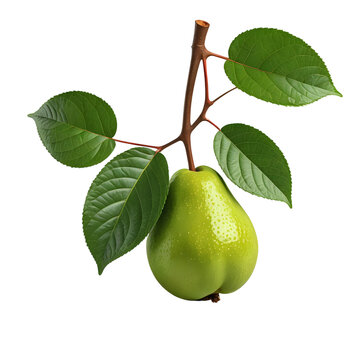 A guave with stem and leaves isolated on transparent background and 3D render
