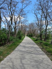 Vertical shot of a peaceful, winding road surrounded by lush green trees on a sunny day
