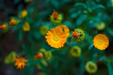 Vibrant and colorful close up of various flowers in bloom against a lush green background