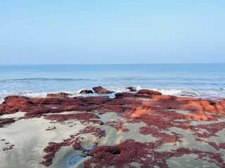 rock pools on the beach, with some red algae growing up