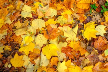 Scenic view of a pile of vibrant red, yellow, and orange leaves on the ground