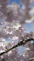 Obraz premium Vibrant scene of blossoms in bloom on a sunny day