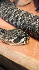 Non-venomous snake entwined on a wooden table