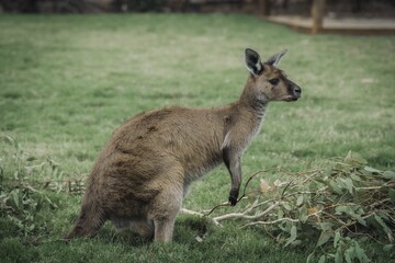 Small kangaroo stands in a grassy area