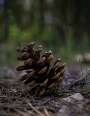 Isolated closeup of a pine cone, with a textured brown substance coating the stem