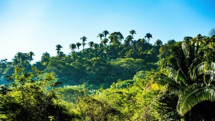 A beautiful shot of a forested mountain