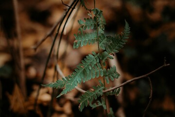 Vibrant green plant sprouting from a thin twig in a lush and vibrant forest