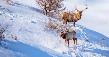 Deer in the mountains looking for food in the snow. Winter landscape with wild animals. A herd of deer on the mountain slopes.