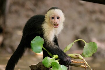 Naklejka premium Closeup shot of a white-faced capuchin looking at the camera. Cebus imitator.
