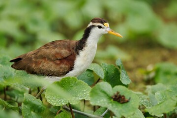 Juvenile northern jacana surrounded by lush green foliage.