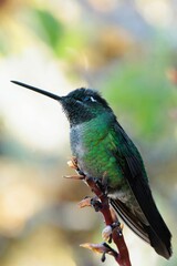 Closeup shot of a fiery-throated hummingbird perched on a twig. Panterpe insignis.