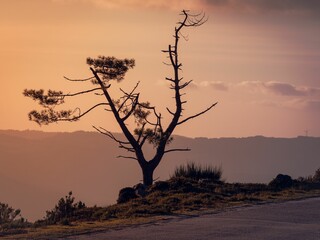 Scenic view of an old, dead tree rests on a winding mountain road at sunset